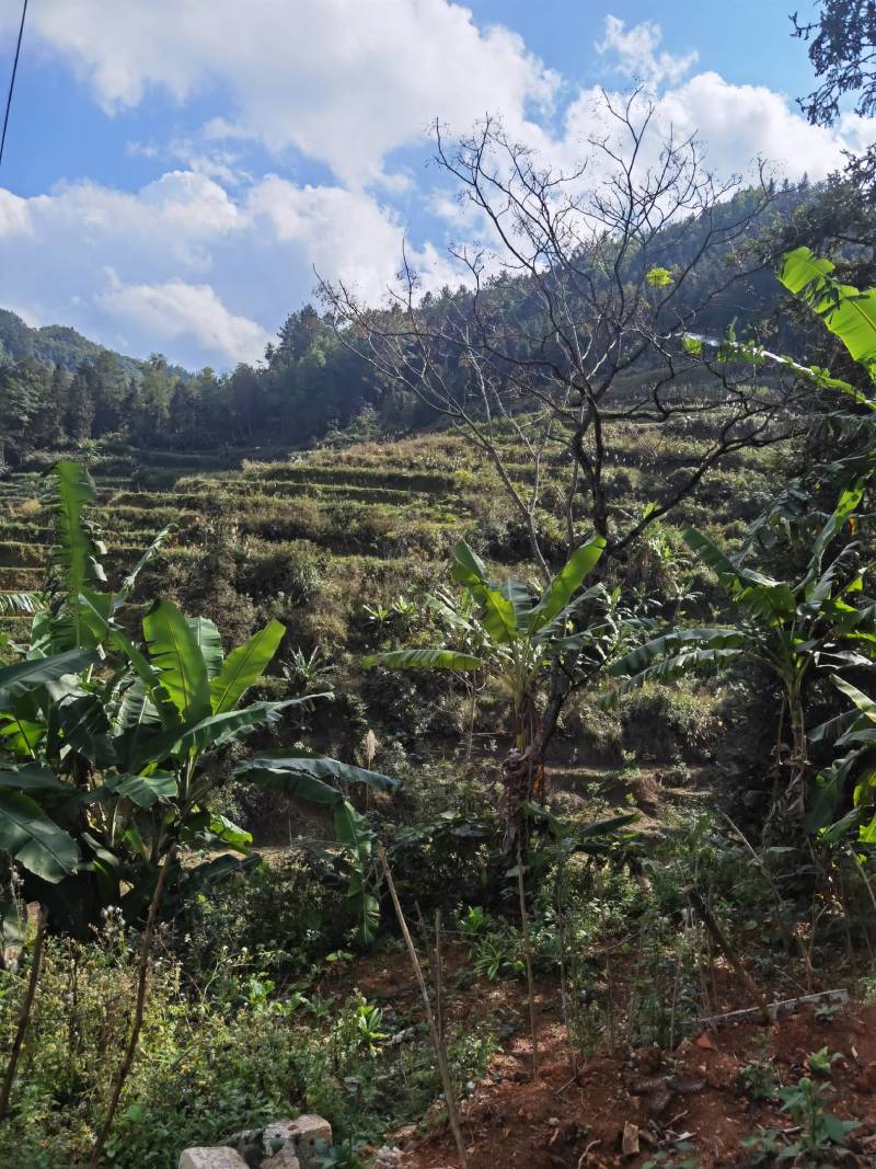 金樱子，野生大山上的中药材