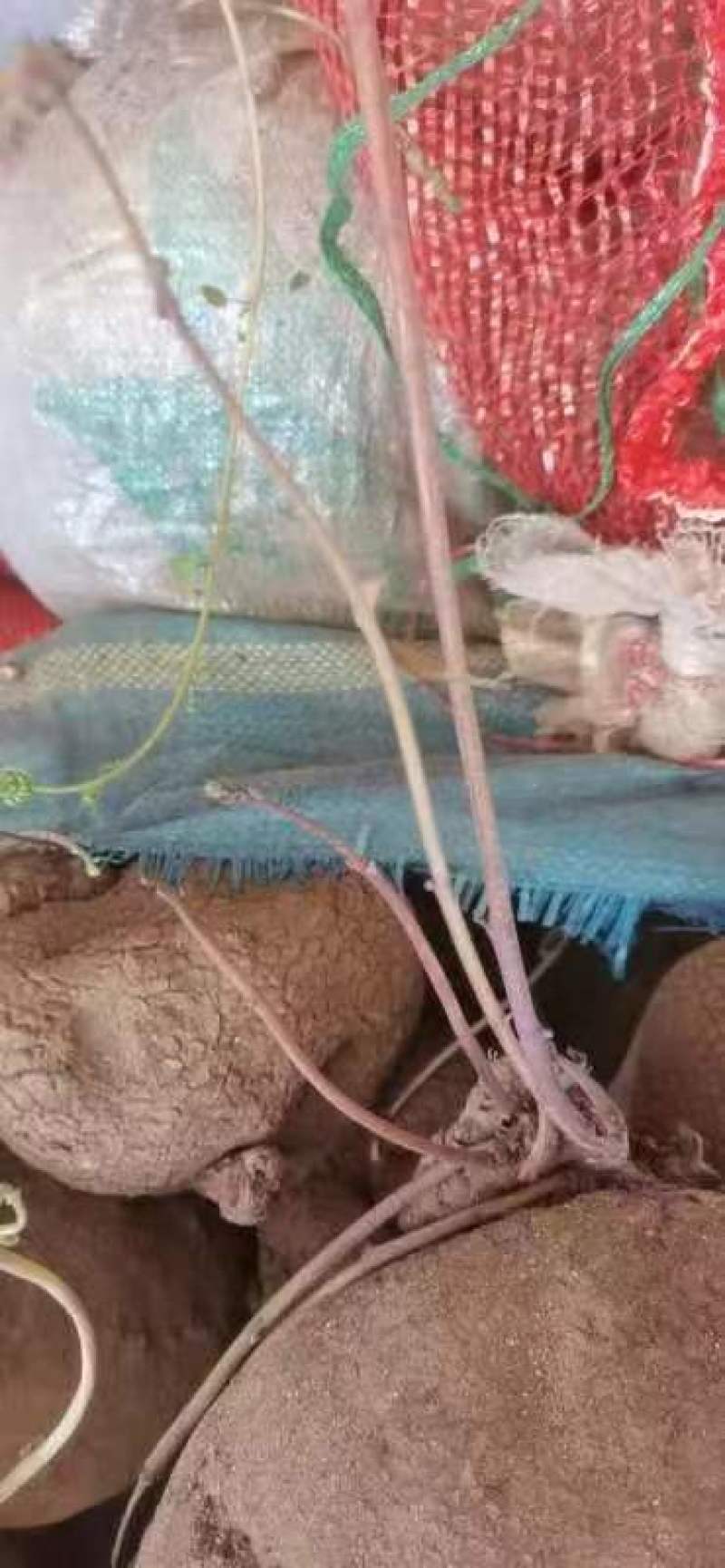 云南红藤山乌龟种类多多