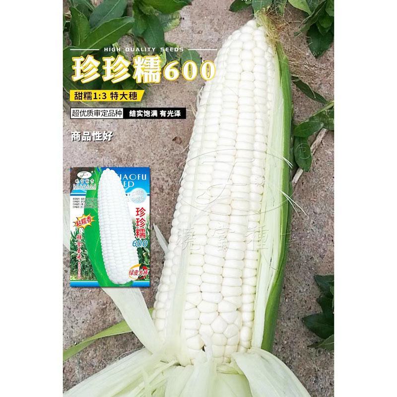 晓富种业珍甜糯66白甜糯玉米种子大棒甜加糯粘白玉米种子