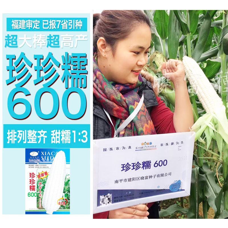 晓富种业珍甜糯66白甜糯玉米种子大棒甜加糯粘白玉米种子