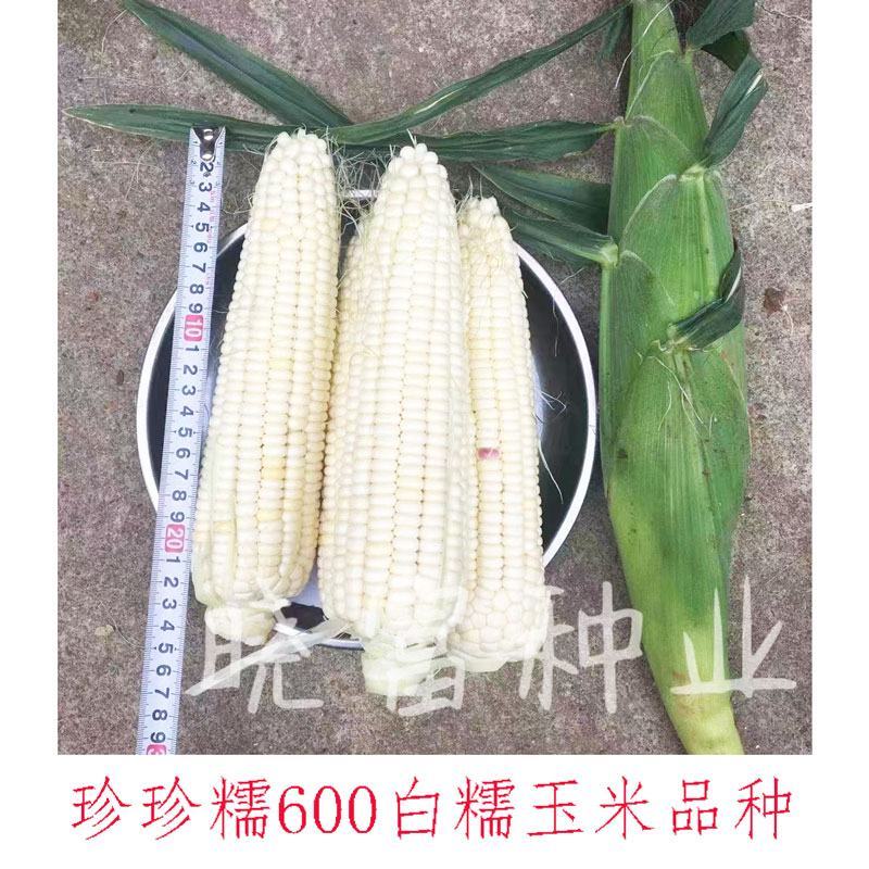 晓富种业珍甜糯66白甜糯玉米种子大棒甜加糯粘白玉米种子