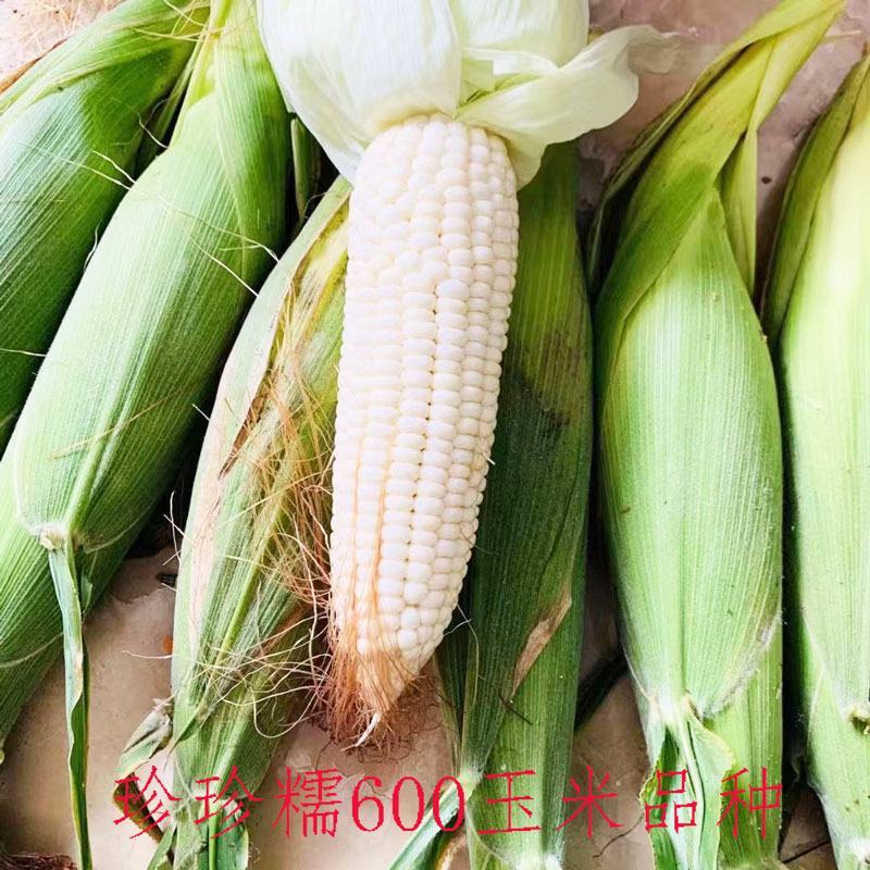 晓富种业珍甜糯66白甜糯玉米种子大棒甜加糯粘白玉米种子