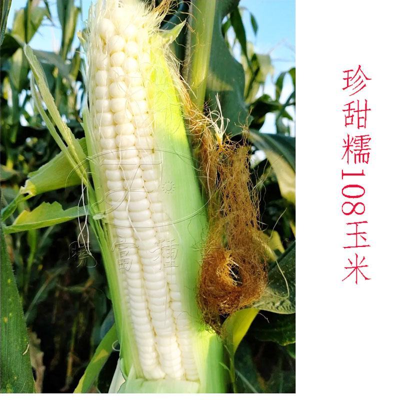 晓富珍甜糯108白甜糯玉米种子绿皮大棒非转甜加糯玉米种子
