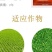 剑牌烯效唑5%花生大豆土豆红薯控旺控制生长生长调