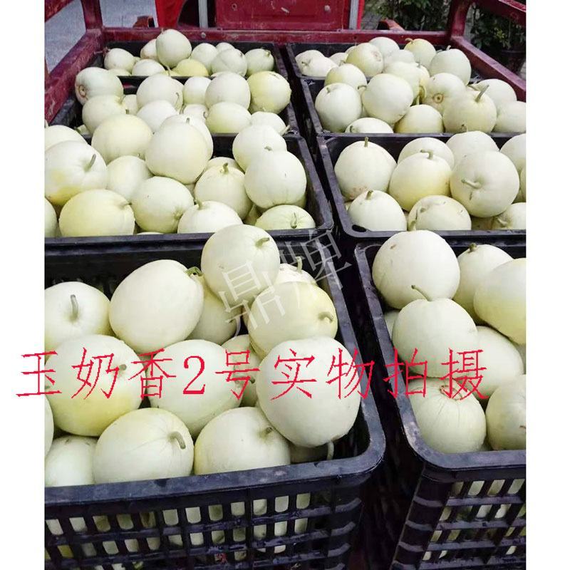鼎牌玉奶香2号玉奶香1号甜瓜种子甜度高早熟薄皮香瓜种原装