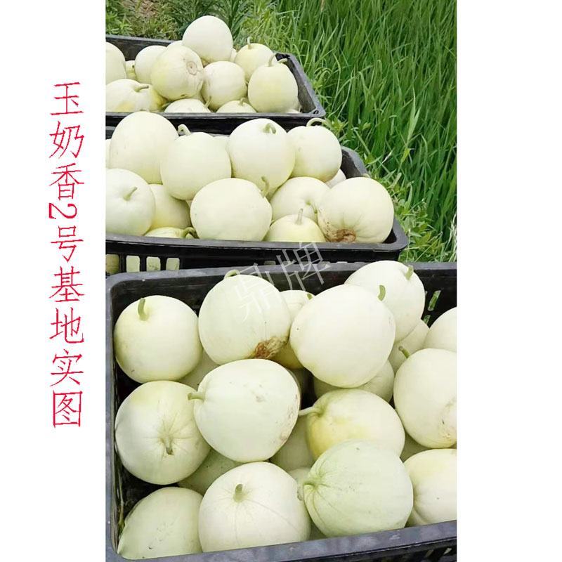 鼎牌玉奶香2号玉奶香1号甜瓜种子甜度高早熟薄皮香瓜种原装