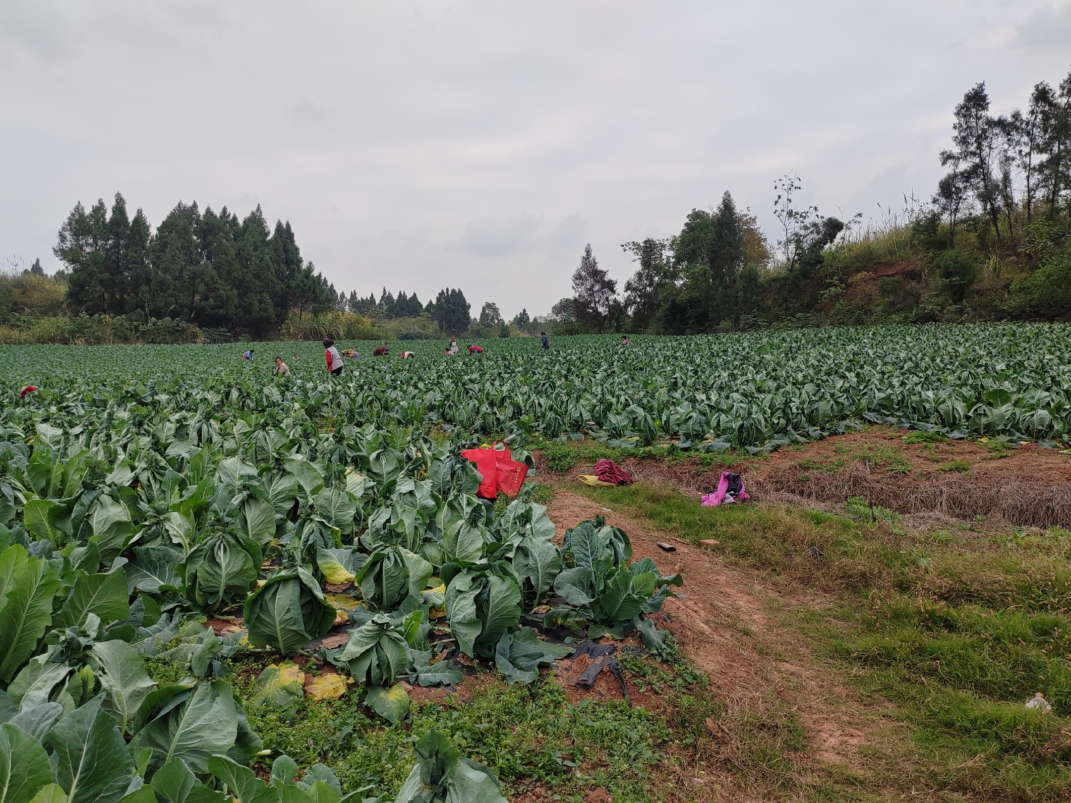 几位身穿浅色工作服的农户正在松花菜田间弯腰采摘,手中握着刚摘下的松花菜,花球洁白松散,叶片翠绿,阳光洒在田野上,背景中有堆放整齐的菜筐和一辆小型农用三轮车 农户在田间采摘松花菜