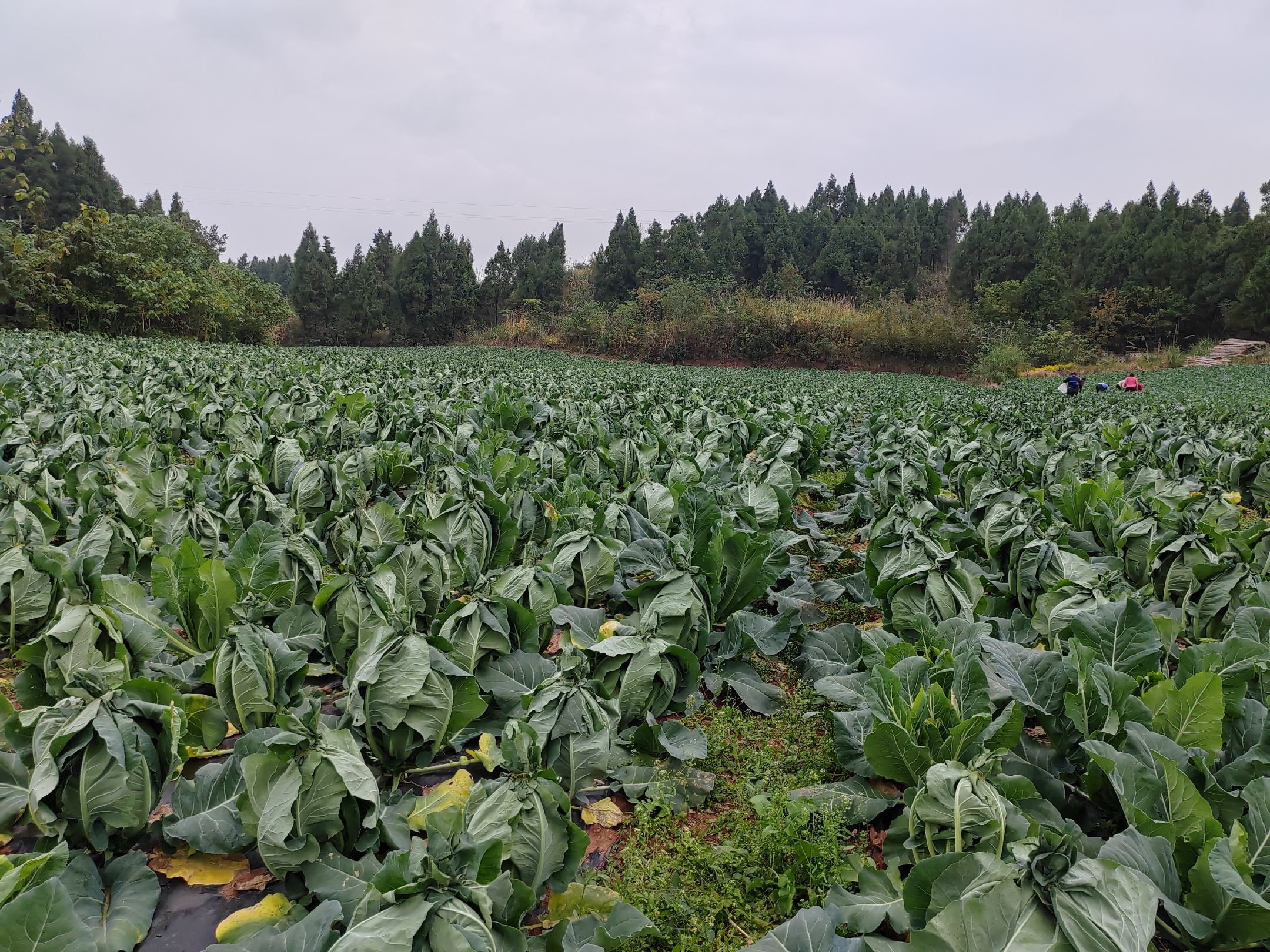 东北田间种植的松花菜,花球松散洁白,绿叶包裹,阳光洒落,呈现出自然的田园风光 松花菜田间生长图