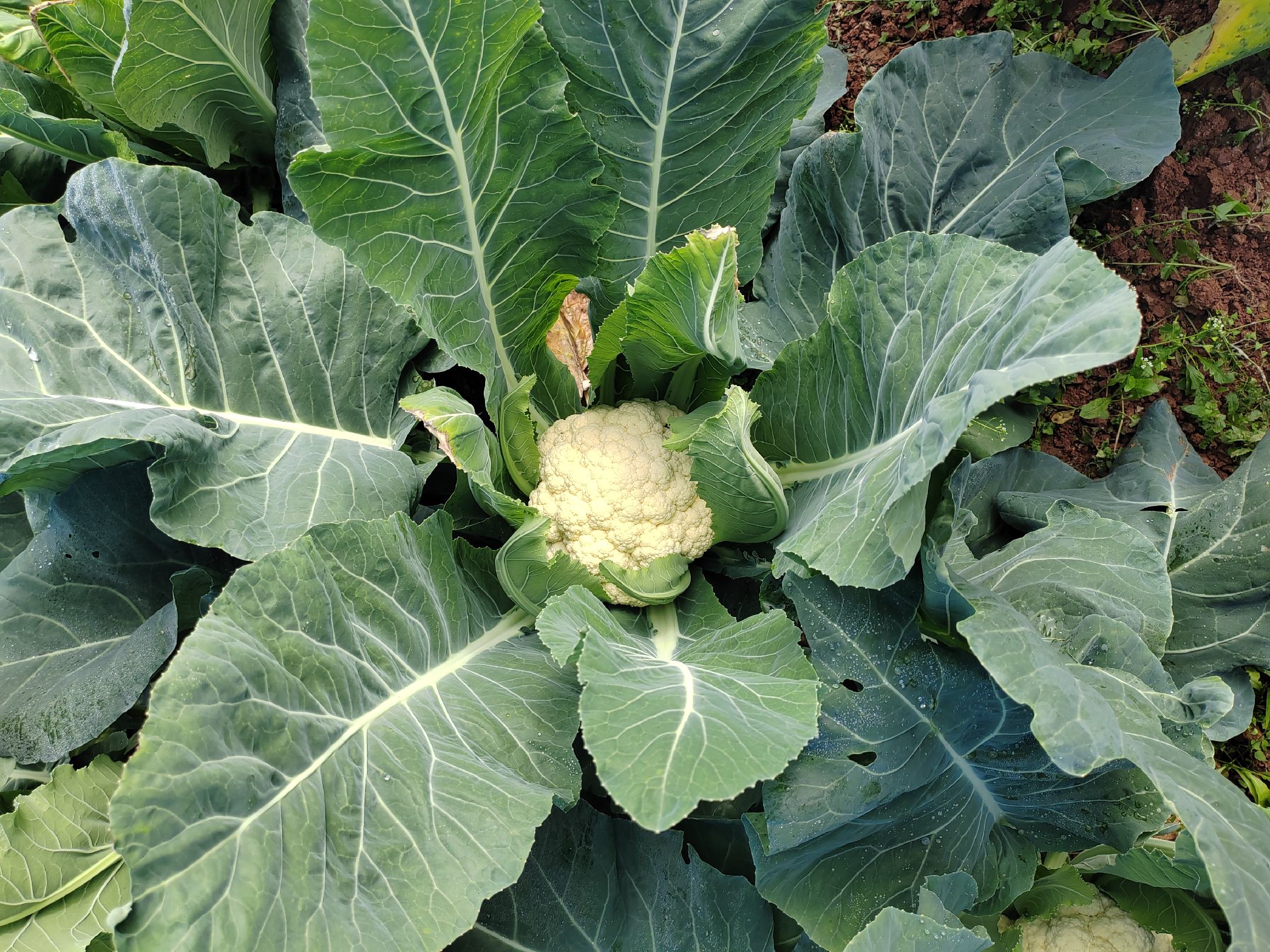 一株完整的松花菜,花球呈淡黄色至乳白色,结构疏松如松枝状,叶片翠绿舒展,背景为田园菜地,阳光柔和,突出其自然健康的形象 松花菜特写镜头