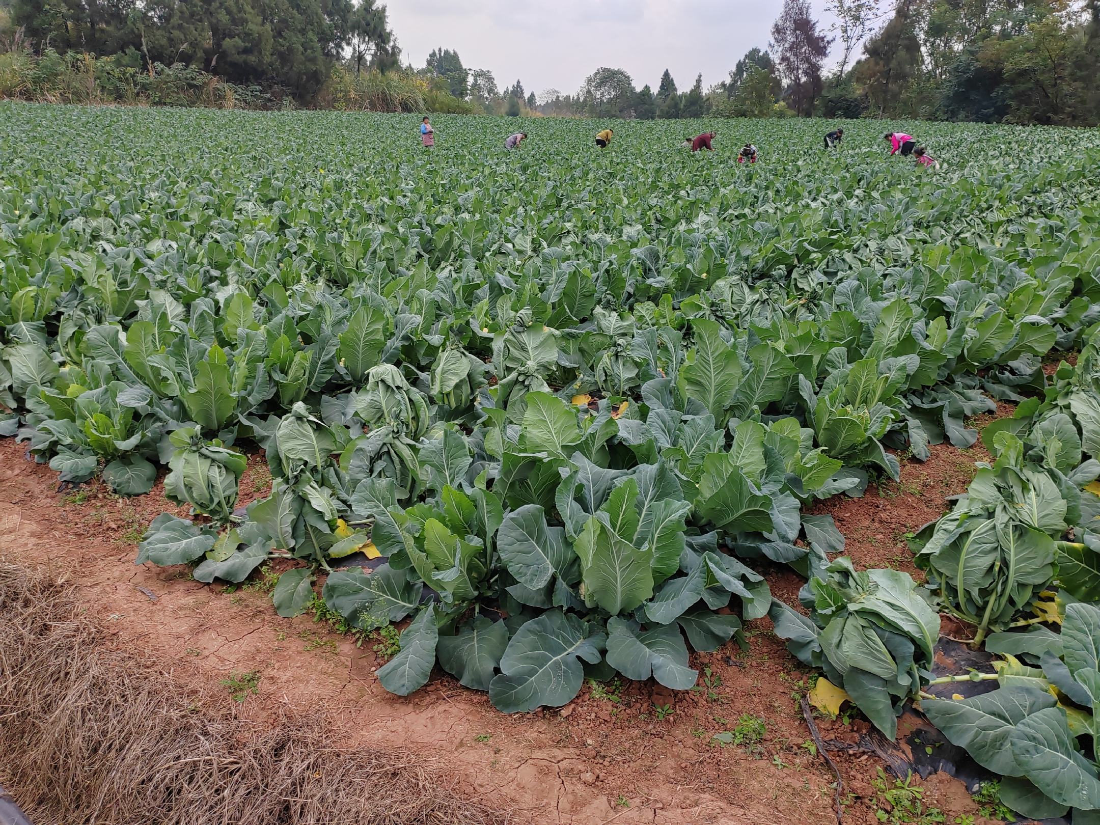 松花菜在田间种植的实景图