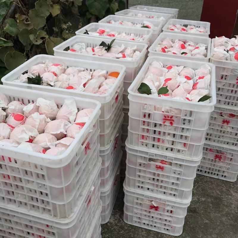 春见.耙耙柑/一件代发/电商/微商/直播平台/产地直供