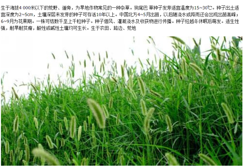 狗尾草种子矿山复绿狼尾草种籽子四季播种护坡耐旱耐寒耐高温