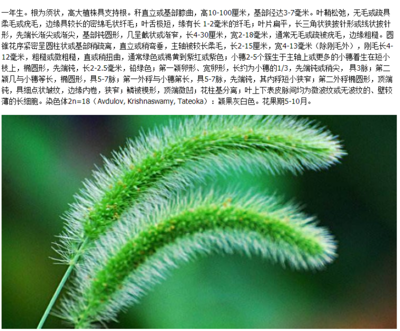 狗尾草种子矿山复绿狼尾草种籽子四季播种护坡耐旱耐寒耐高温