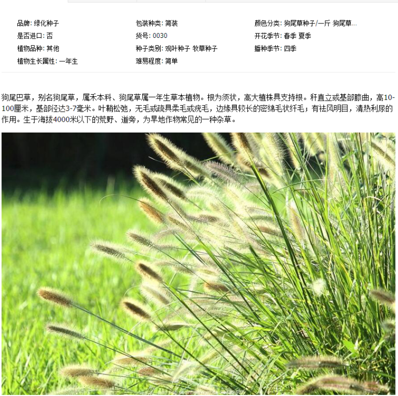 狗尾草种子矿山复绿狼尾草种籽子四季播种护坡耐旱耐寒耐高温