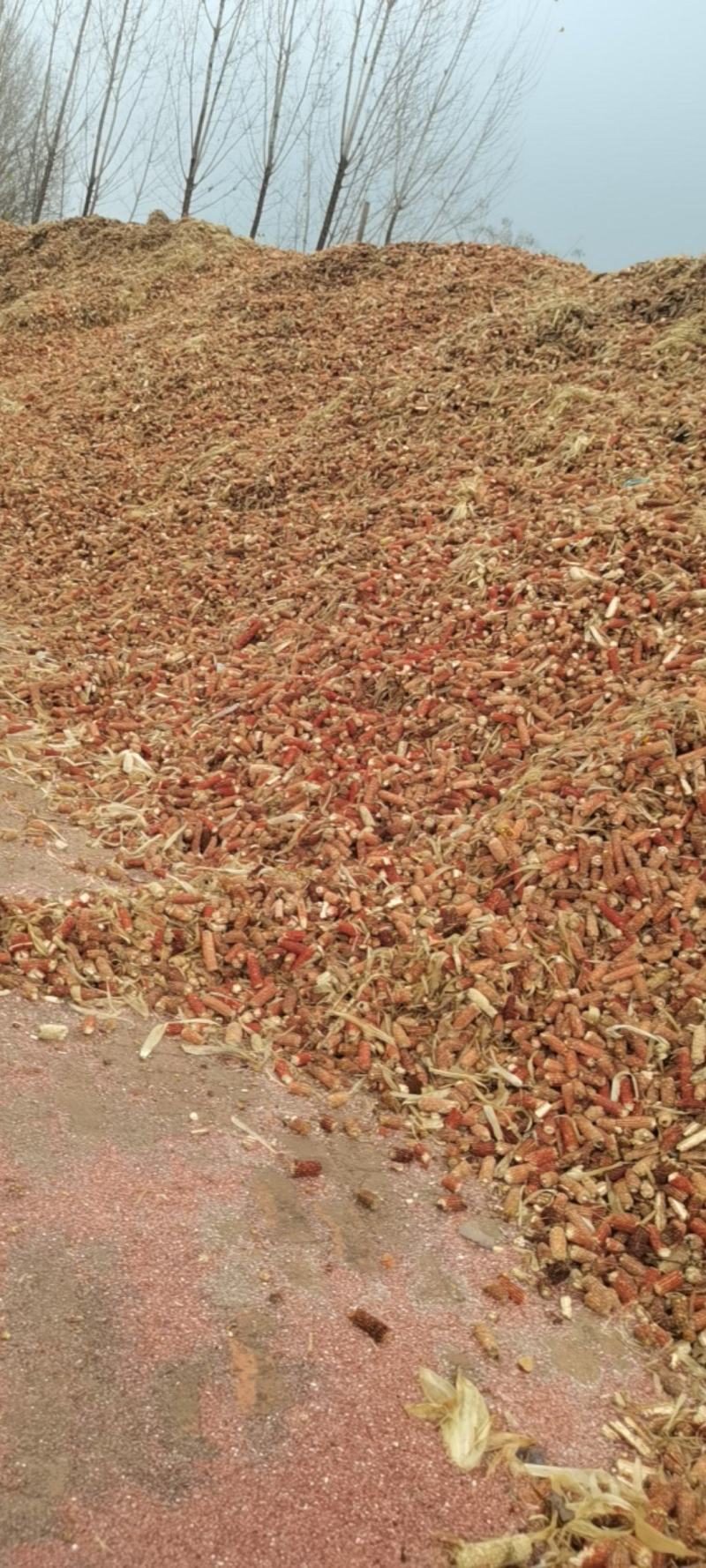 大量玉米芯.玉米颗粒出售预售.长期大量供应.源头直发