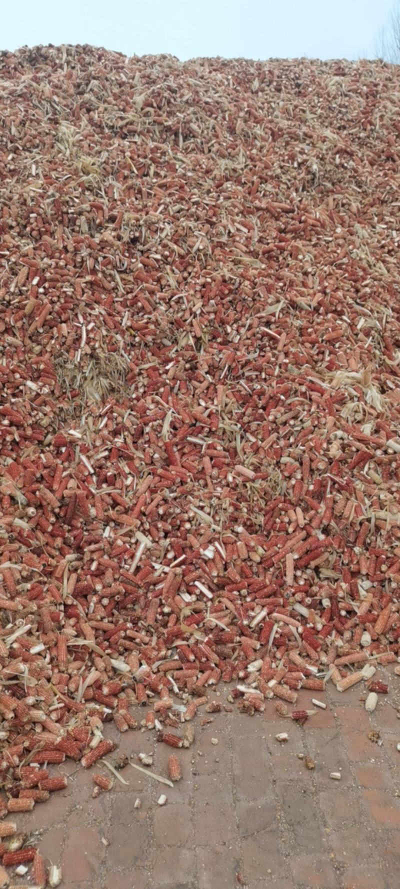 大量玉米芯.玉米颗粒出售预售.长期大量供应.源头直发