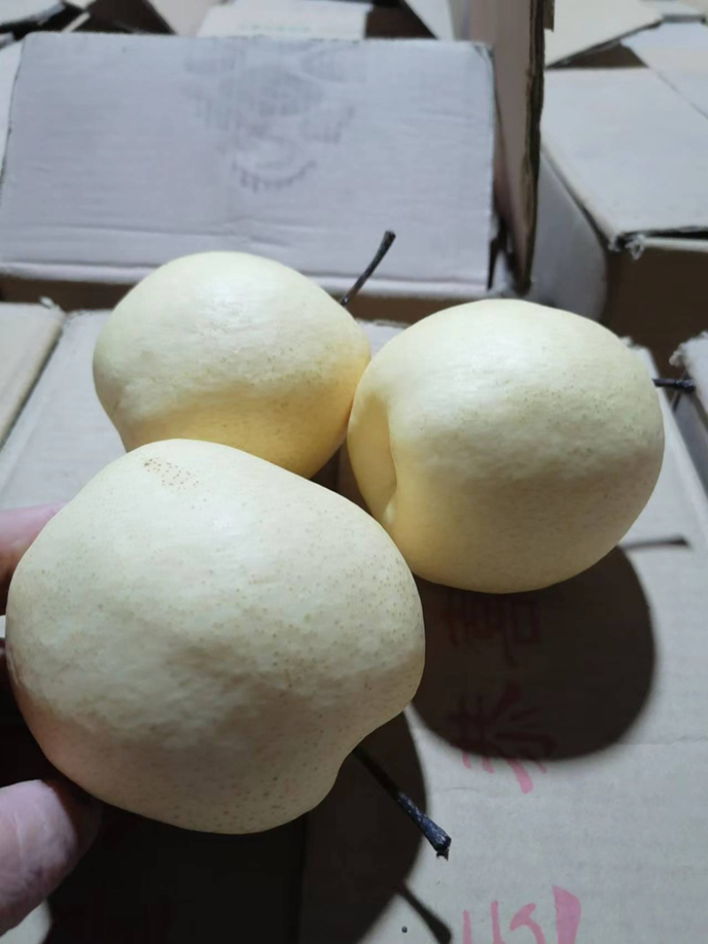 有20多万的精品酥梨