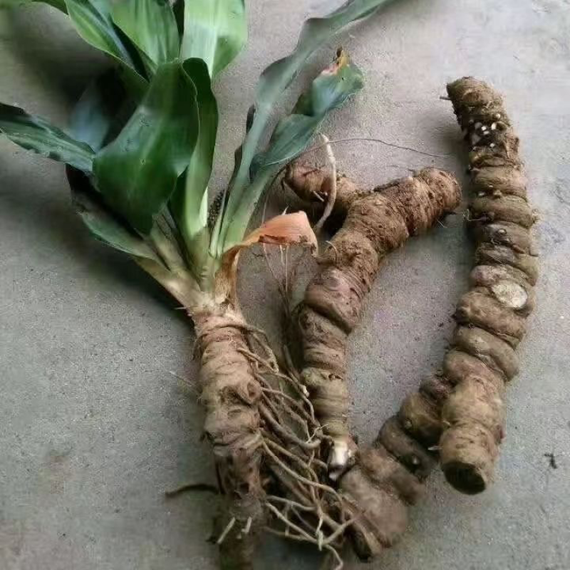 开口箭