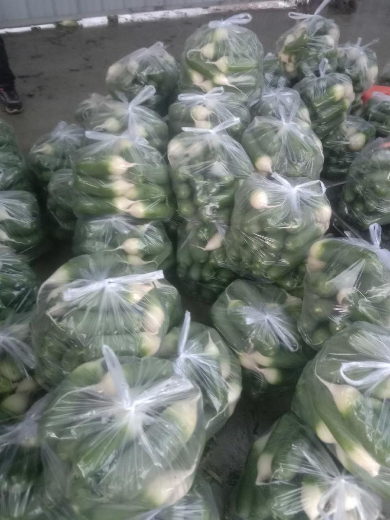 【现挖现发】安徽山青萝卜大量上市价格实惠可供商超