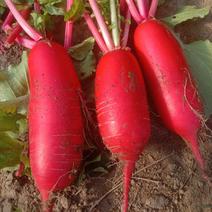 【推荐】现摘现发大量供应红皮萝卜新鲜美味品质保证