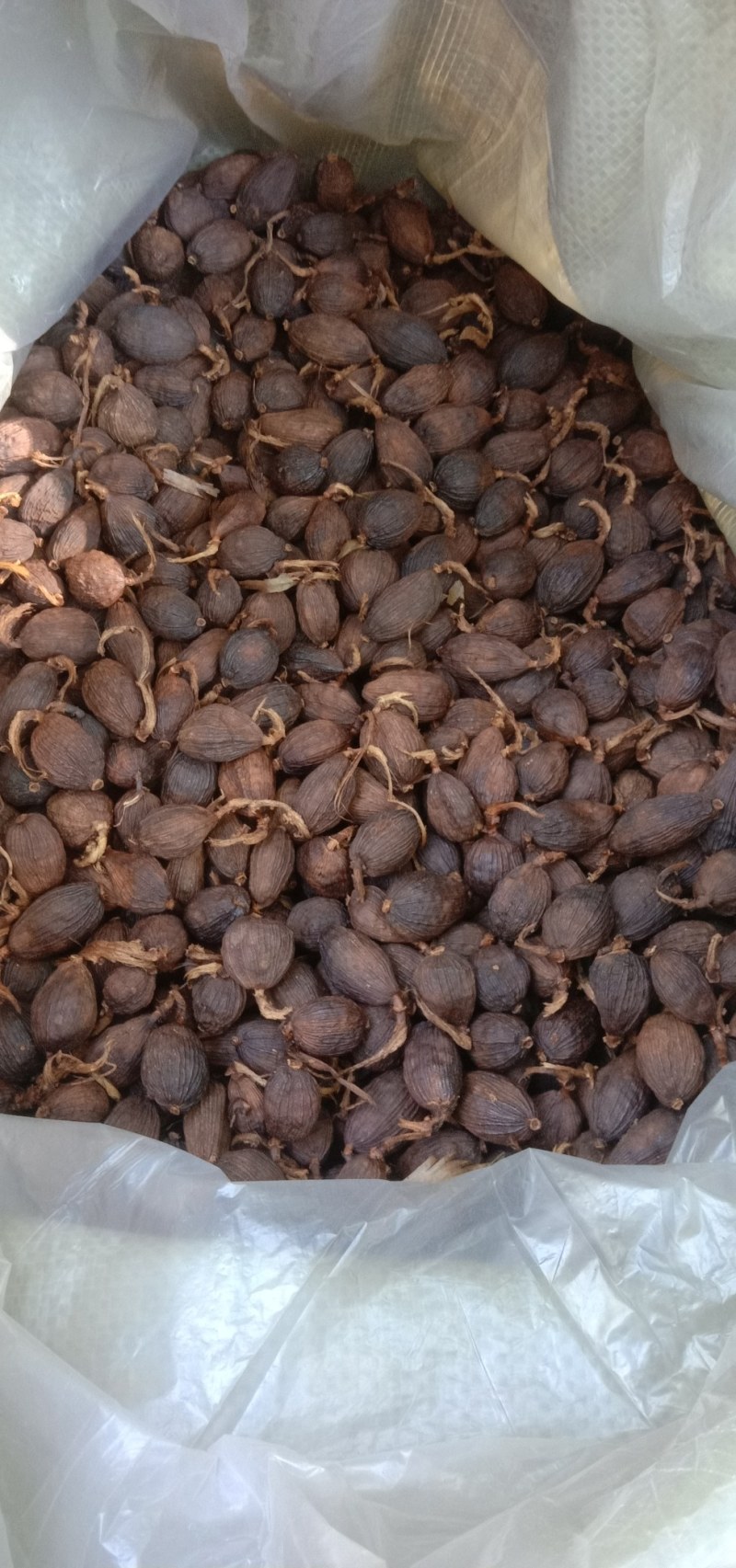 云南怒江草果