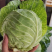 橄榄菜