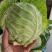 橄榄菜