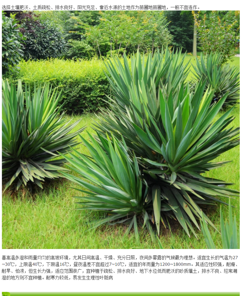 剑麻种子地垫绳纤维种籽四季多年生景观绿化工程观叶种孑