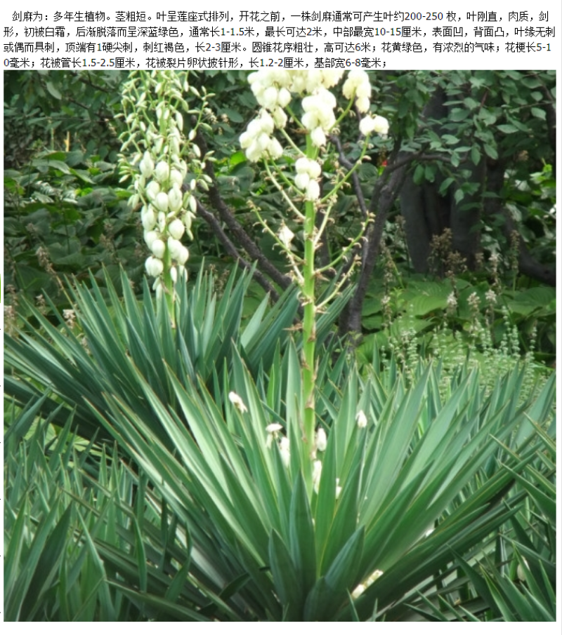 剑麻种子地垫绳纤维种籽四季多年生景观绿化工程观叶种孑