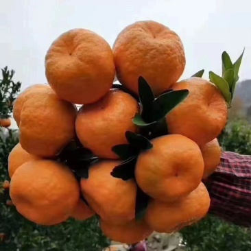 椪柑,又名芦柑,水分足,口感甜,一手货源,品质保证