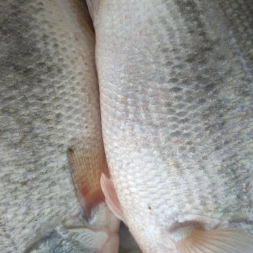 鲈鱼规格2-6两