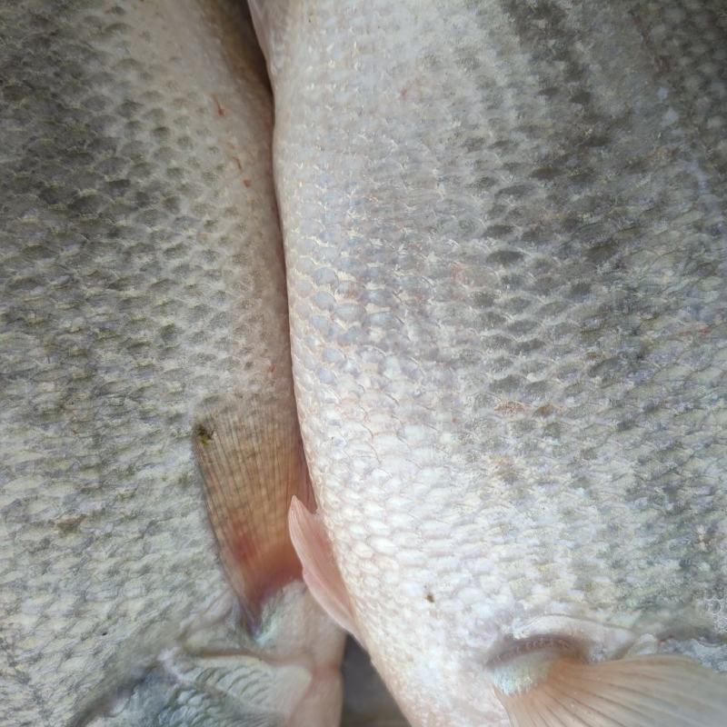 鲈鱼规格2-6两