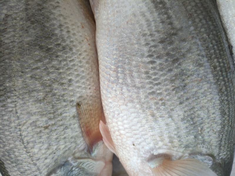 鲈鱼规格2-6两