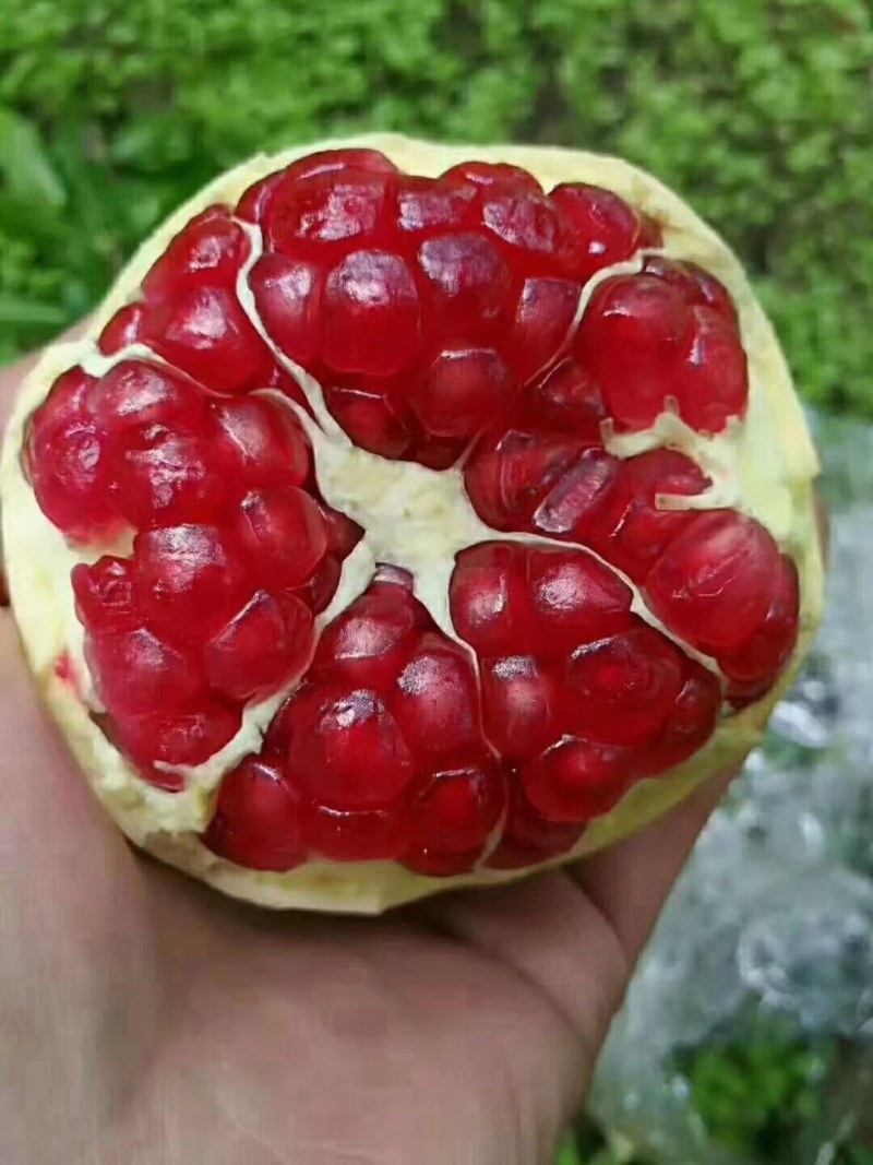 精品优质大仔甜石榴，质量保证，口感好，大量上市