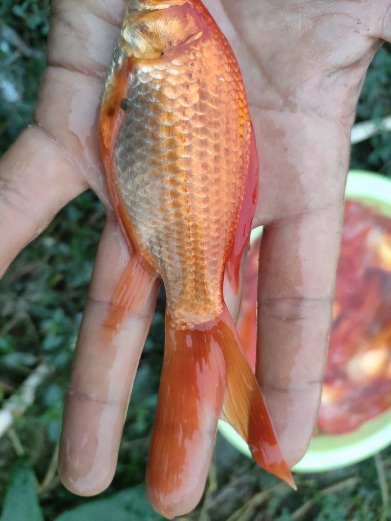 彩鲫