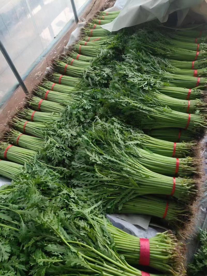 精品茼蒿，产地直发，可对接电商，超市，全国发货，欢迎来电