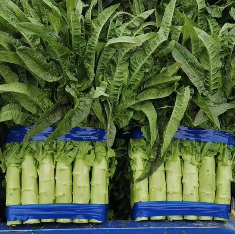 红菜苔的外观展示