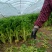 魏县大芹菜
