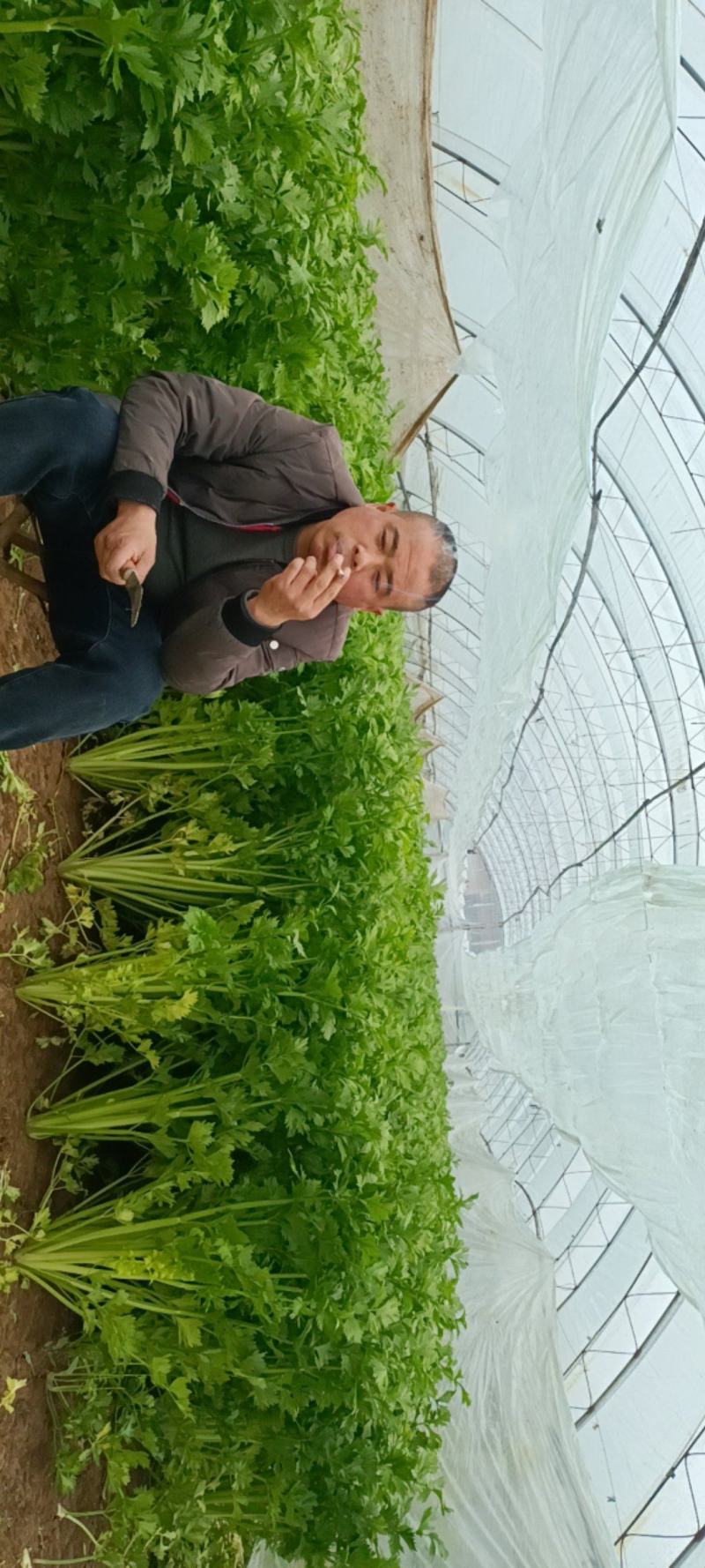 魏县大芹菜