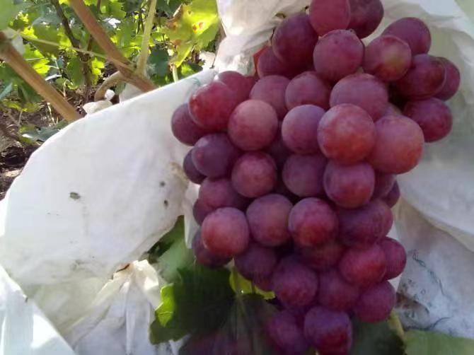 富平县红提葡萄种植基地航拍图