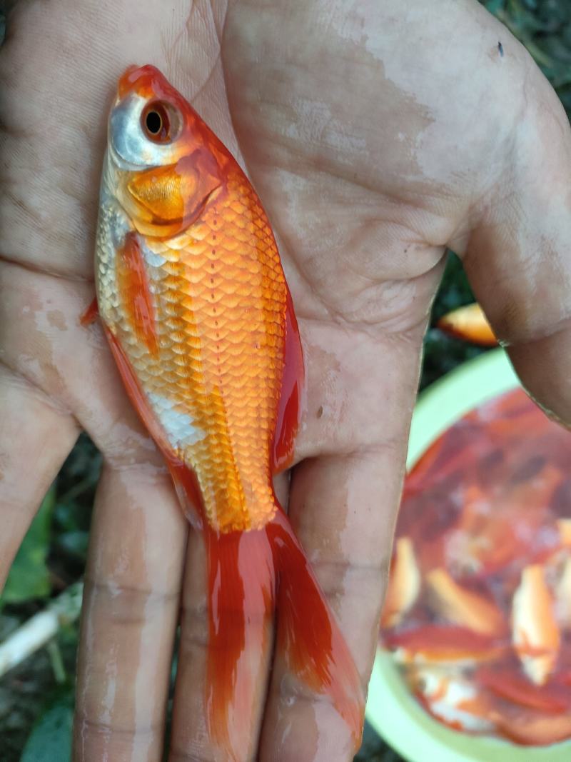 彩鲫