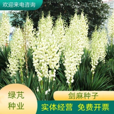 剑麻种子凤尾兰种子菠萝花种子四季常青优质植物种子