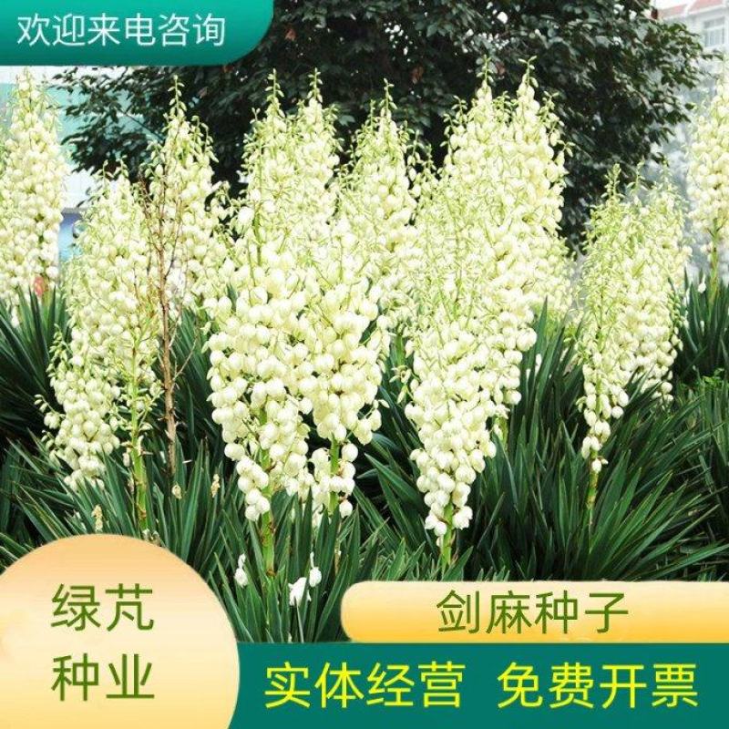 剑麻种子凤尾兰种子菠萝花种子四季常青优质植物种子