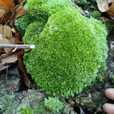 卡斯特地区优质苔藓