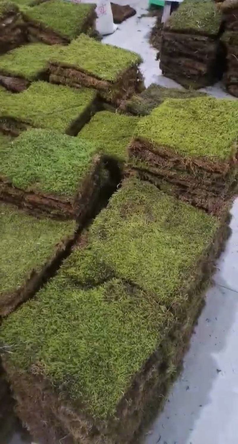 卡斯特地区优质苔藓