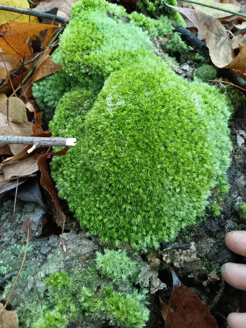 卡斯特地区优质苔藓