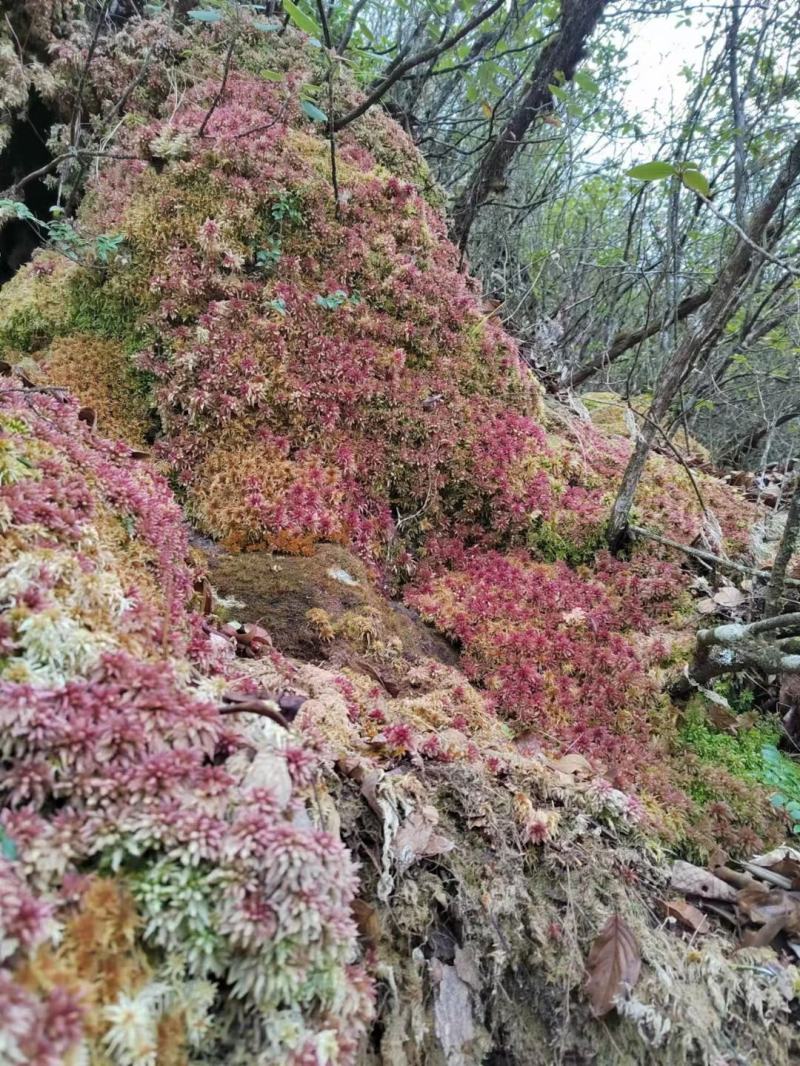 卡斯特地区优质苔藓