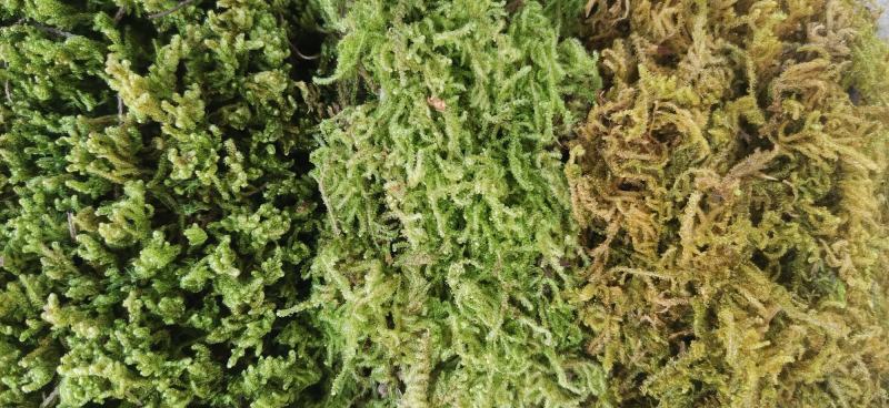 卡斯特地区优质苔藓