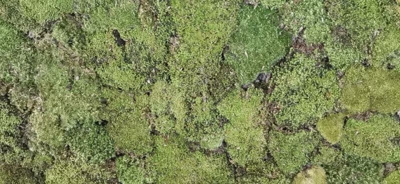 卡斯特地区优质苔藓