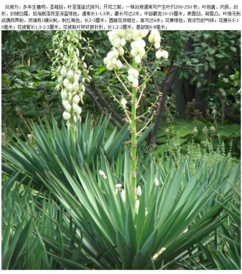 剑麻种子凤尾兰种子菠萝花种子四季常青优质植物种子
